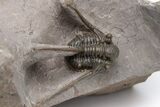 Brown Hollardops With Long Spined Cyphaspis Trilobite #230506-7